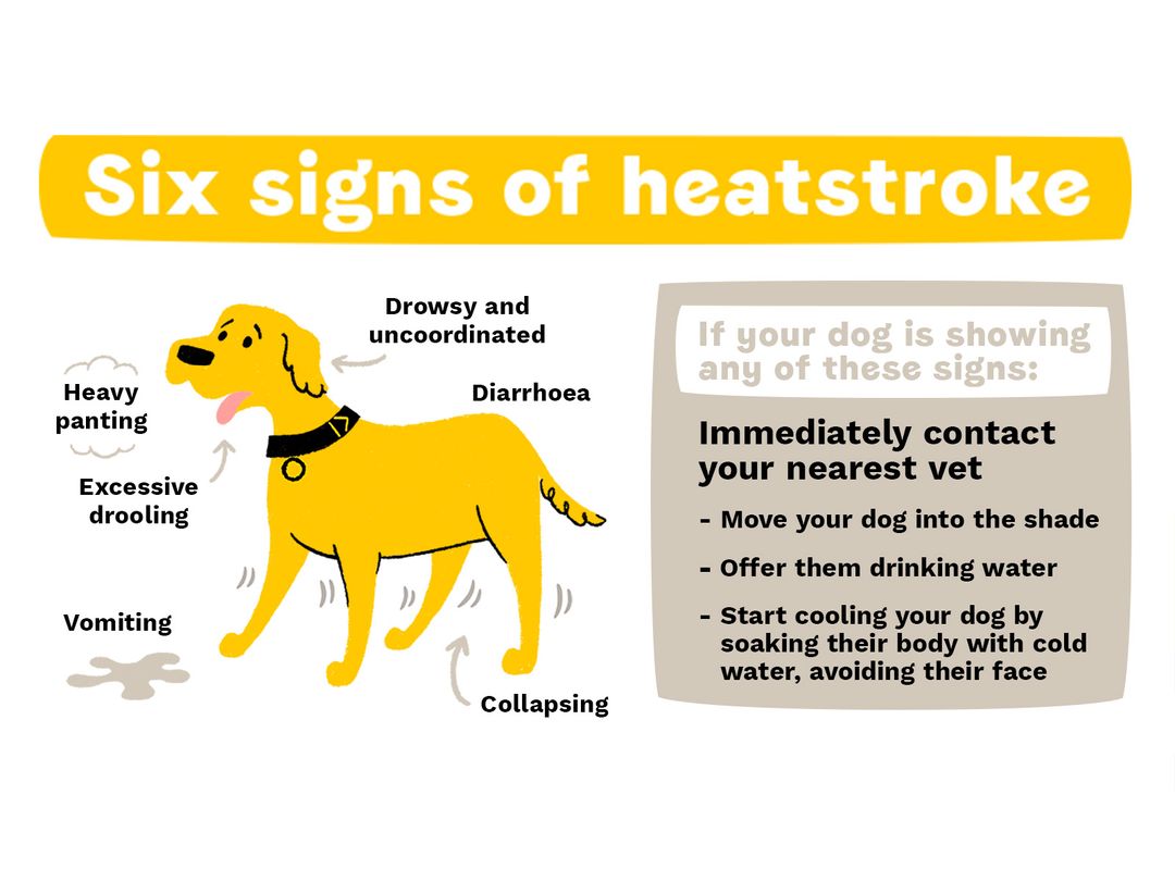 Dog Warm Weather Safety Tips Help Dogs Trust