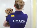 Dog School Coach