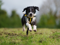 Dogs Trust Warns of Canine Obesity Issue in Ireland 