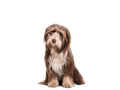 Bearded Collie