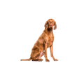 Hungarian Vizsla