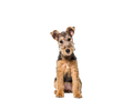 Lakeland Terrier