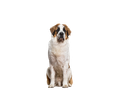 St. Bernard