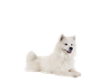 Samoyed