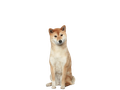 Japanese Shiba Inu