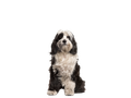 Tibetan Terrier