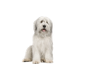 Old English Sheepdog