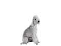 Bedlington Terrier