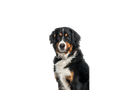 Bernese Mountain Dog