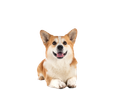 Corgi