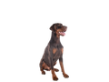 Doberman