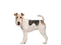 Fox Terrier