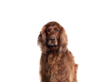 Irish Setter