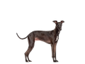 Italian Greyhound