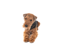 Welsh Terrier