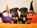 Helpful Hints for a Happy Halloween as One-Third of Dogs Struggle with Firework Fear