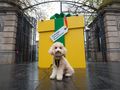 Dogs Trust urgently calls on Irish government to appoint a Junior Minister for Animal Welfare 