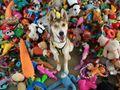 Dogs Trust Dogs Choose a Toy for Santa Paws Day