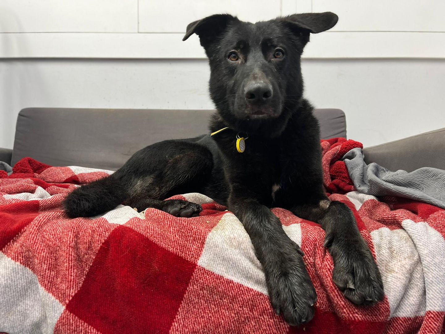 Haiti the black Labrador settled on a sofa