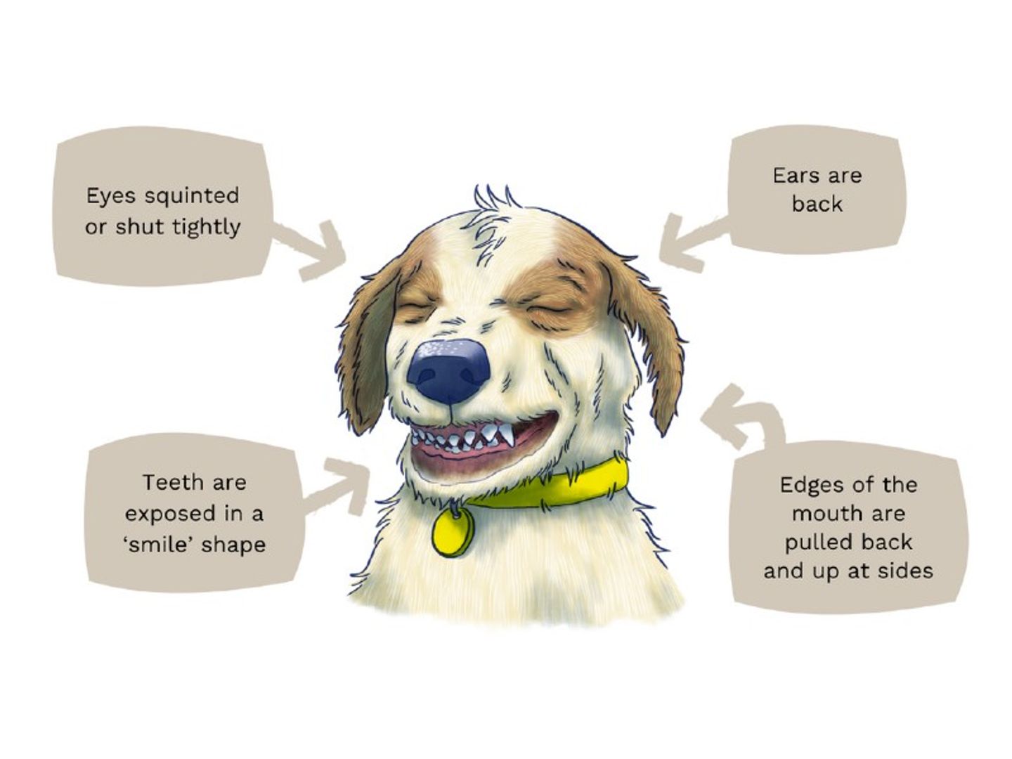 Dog body language illustration anxiety 7