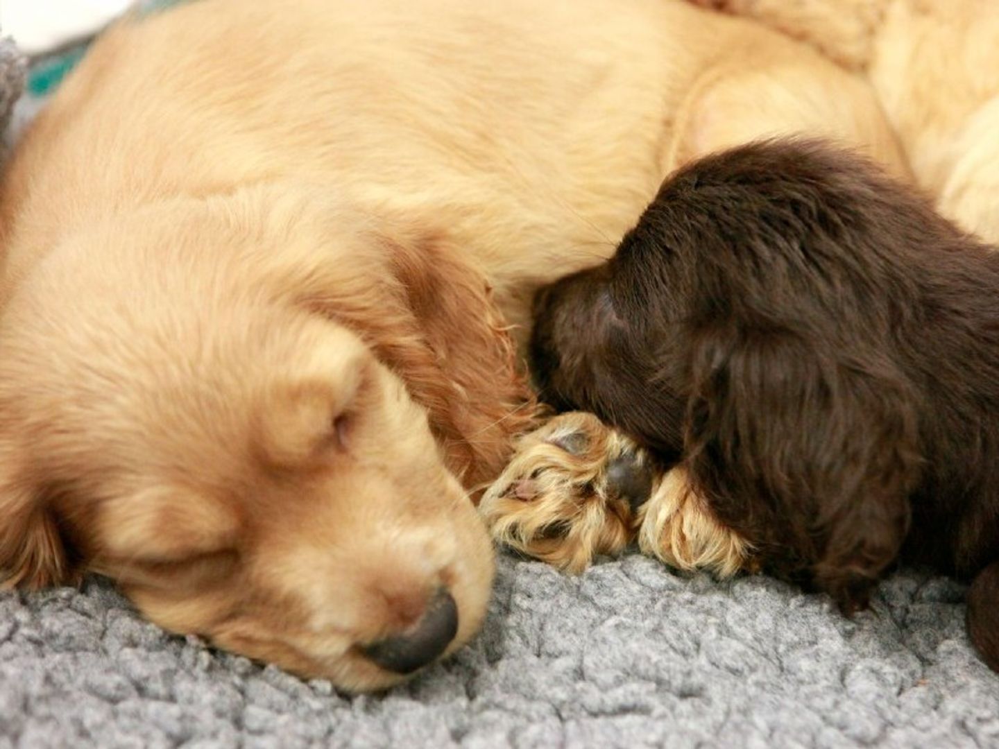 Labrador puppies, inside, sleeping, at Shoreham rehoming centre