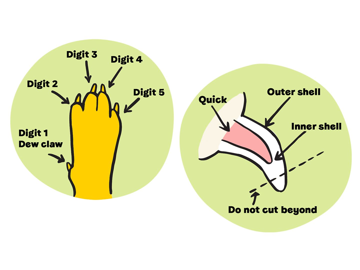 Image showing the anatomy of a dog's paw