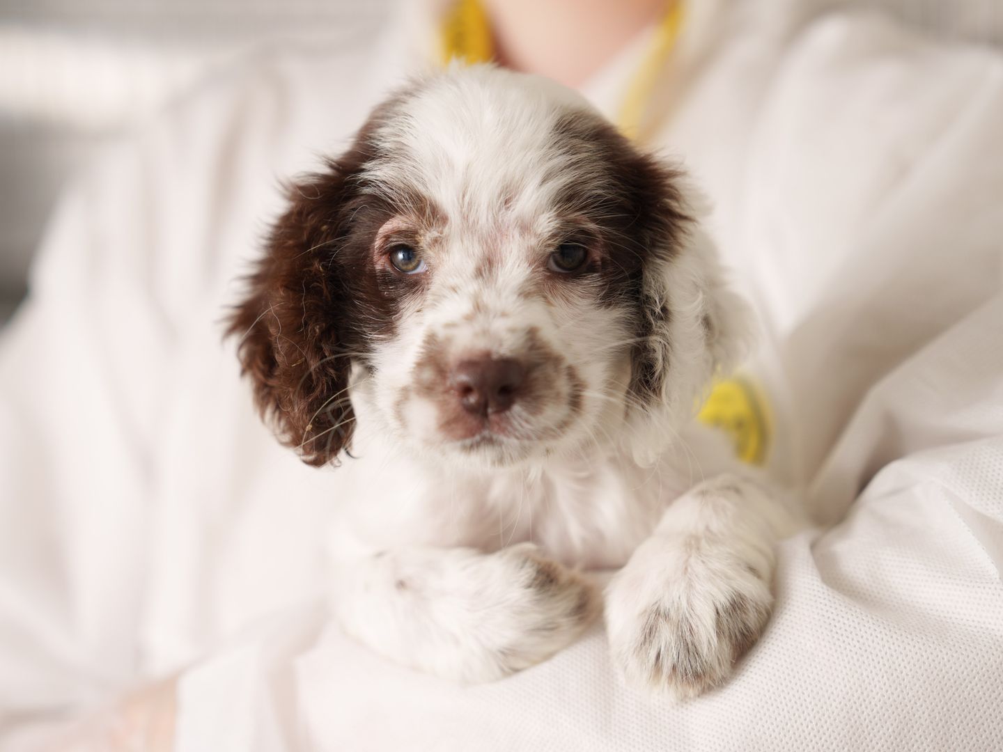 Puppy looking at camera, while held in Dogs Trust carer's arms