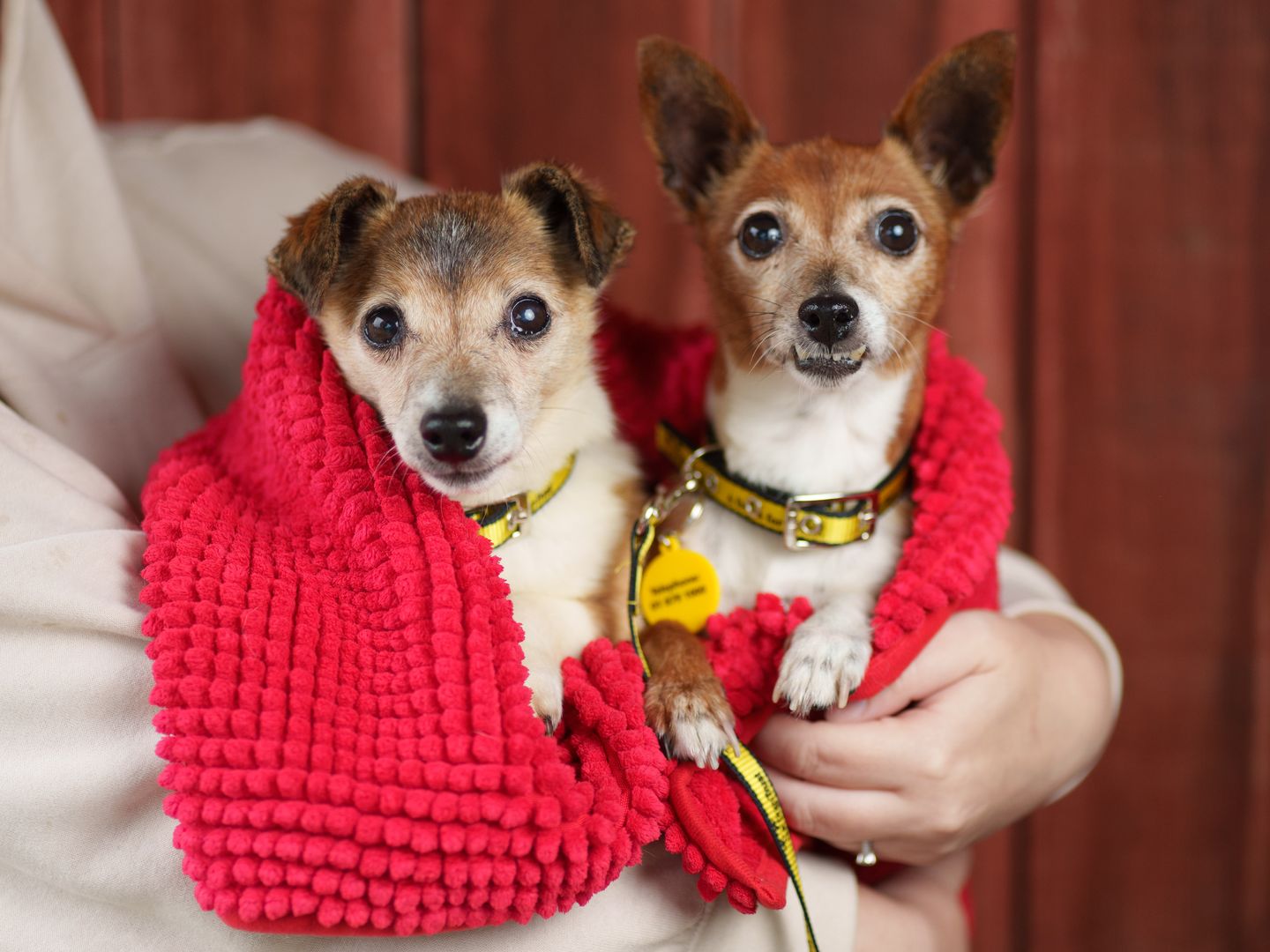 Dogs in blanket