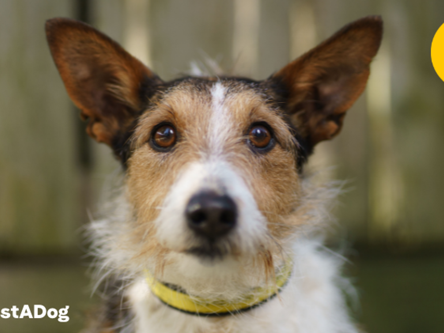 Beans the dog wearing a Dogs Trust collar and looking into the camera