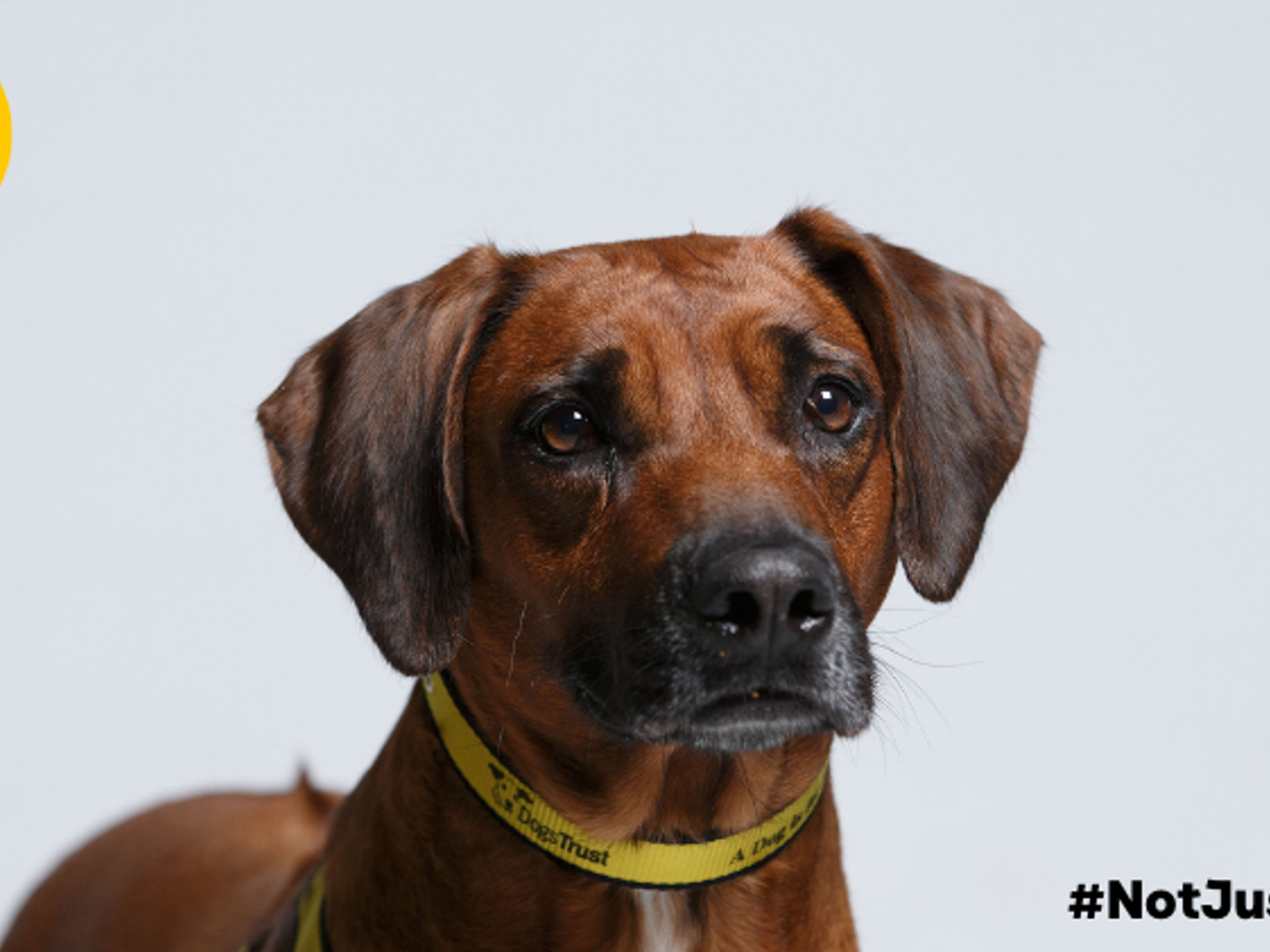 Dog in a Dogs Trust collar looking into the camera