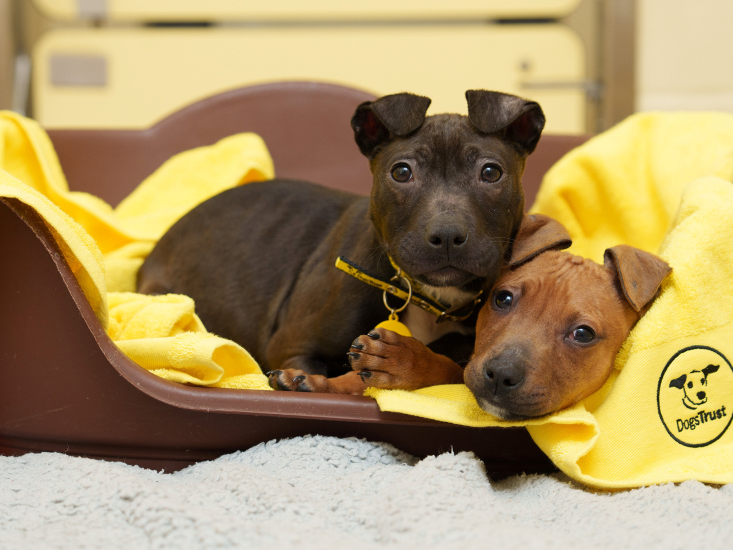 Two dogs cuddled up in a dog bed with a Dogs Trust blanket