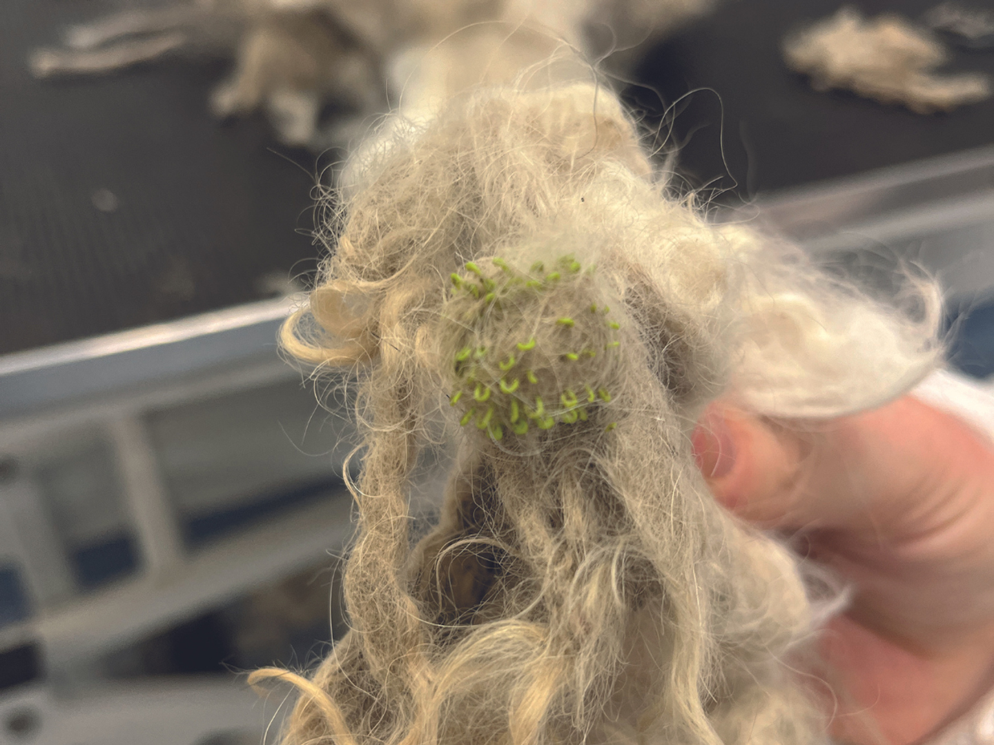 A dog toy found in dog's fur coat