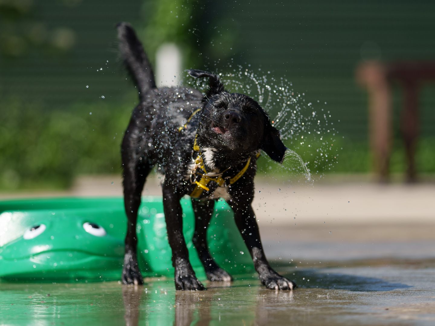 Small black dog shakes off water on a sunny day