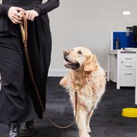 Adult Golden Retriever, inside, in office, being walked by a member of staff.