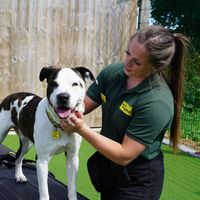 Adult Staffordshire Bull Terrier cross, outside, in enclosed area, with member of staff.