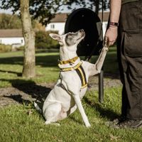 Adult crossbreed, outside, on lead, giving paw to a member of staff.