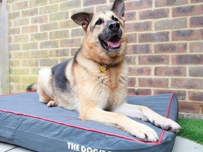 Benefits of adopting from Dogs Trust | Dogs Trust