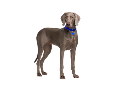 Weimaraner Rehoming Rescue Dog Dogs Trust