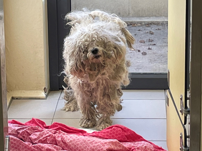 Dog Acorn with matted fur 