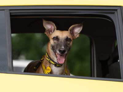 Dogs Trust Issues Stark Warning Not to Leave Dogs in Cars  