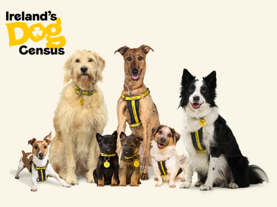 7 dogs sitting together, The Ireland Dog Census