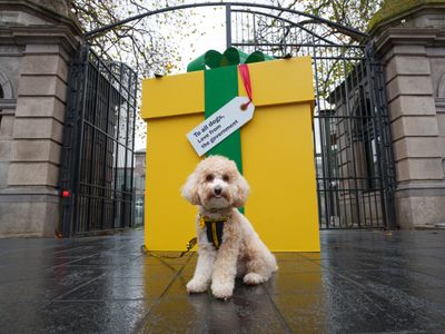 Dogs Trust urgently calls on Irish government to appoint a Junior Minister for Animal Welfare 