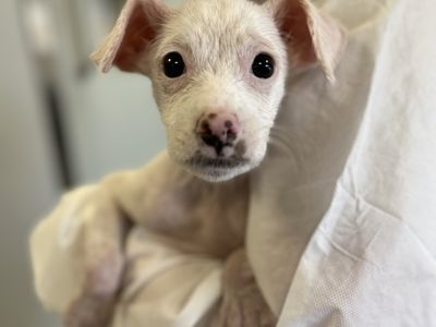 White terrier cross being held in someone's arm