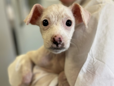 White terrier cross being held in someone's arms