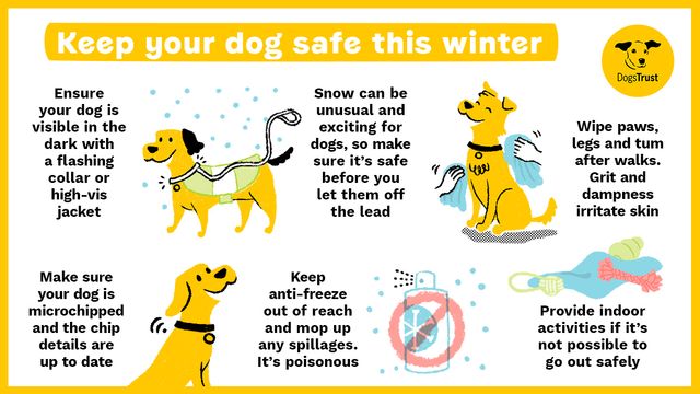 Infographic summarising tips on keeping your dog safe in winter weather