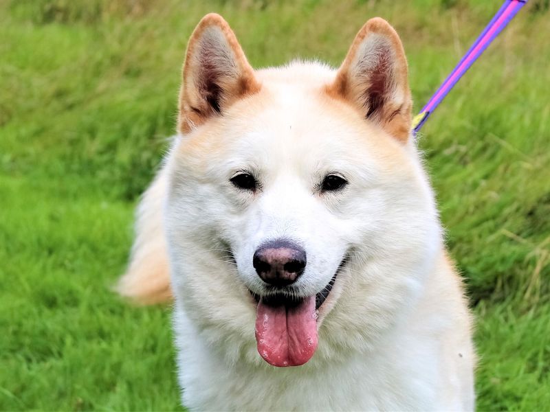 Siberian Husky, outside, in field, looking at camera, sticking their tongue out.