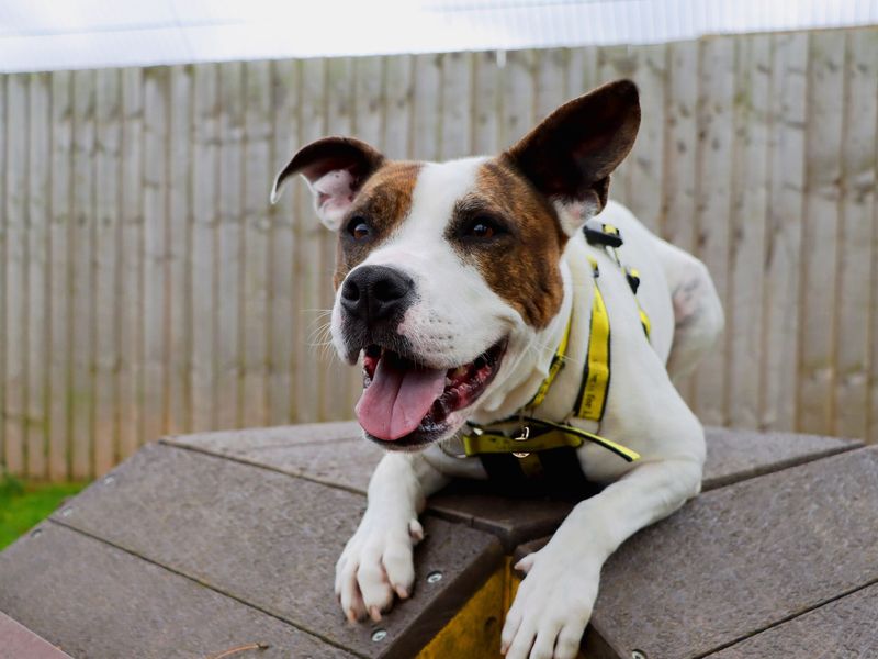 Brooke at Darlington Rehoming Centre using agility equipment outdoors in the secure paddock