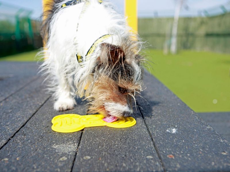 Terrier enjoying lick mat enrichment on top of agility equipment at rehoming centre