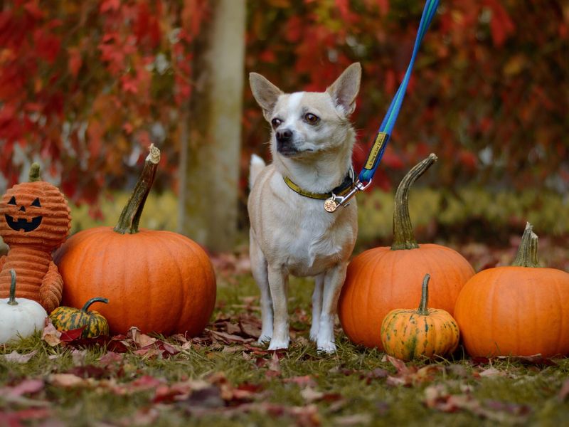 Lola the chihuahua surrounded by pumpkins enjoying the autumnal scenes