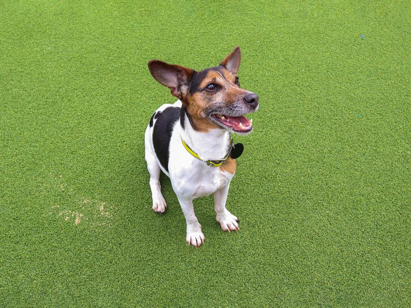 Jack Russell, outside, on grass, in enclosed area.